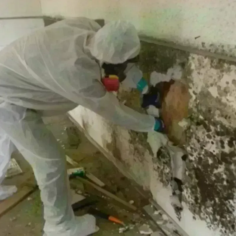 Mold Remediation and Removal in Pendleton, OR